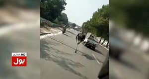 Read more about the article Ostrich Found Running On Road In Karachi
