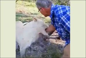 Read more about the article Lion Bites Arm of A Man in South Africa