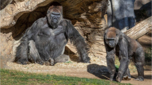 Read more about the article Two Guerrillas tested positive for corona