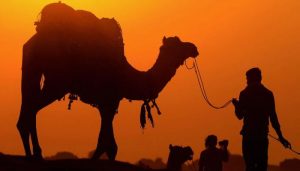 Read more about the article Why Man Stole Camel for Girlfriend birthday gift