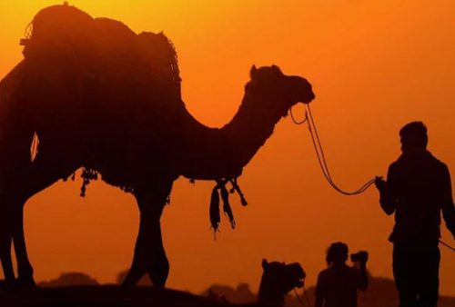 Man stole camel to gift his girlfriend